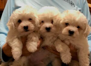 280948781_1914353422107777_2800265206868500605_n