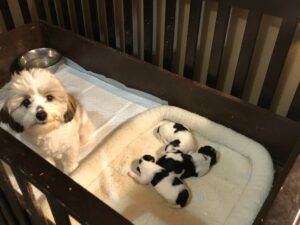 Countryside Coton Detulear-Puppy-01