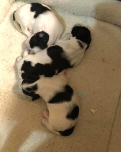 Countryside Coton Detulear-Puppy-02
