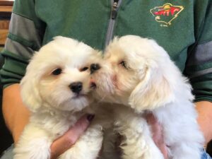 Countryside Coton Detulear-Puppy-03