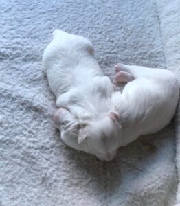 Countryside Coton Detulear-Puppy-05