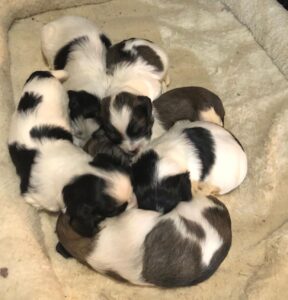 Countryside Coton Detulear-Puppy-07