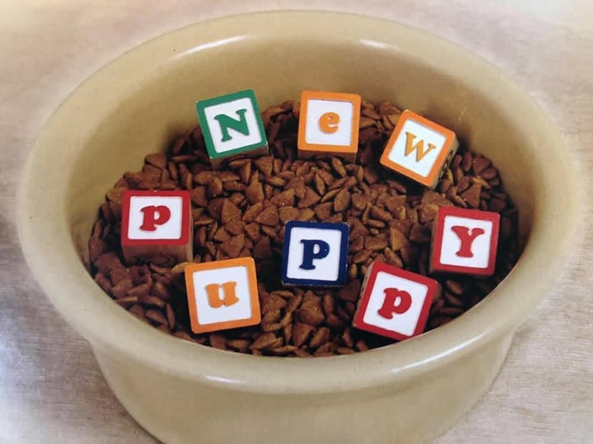 Countryside Coton De Tulears Minnesota